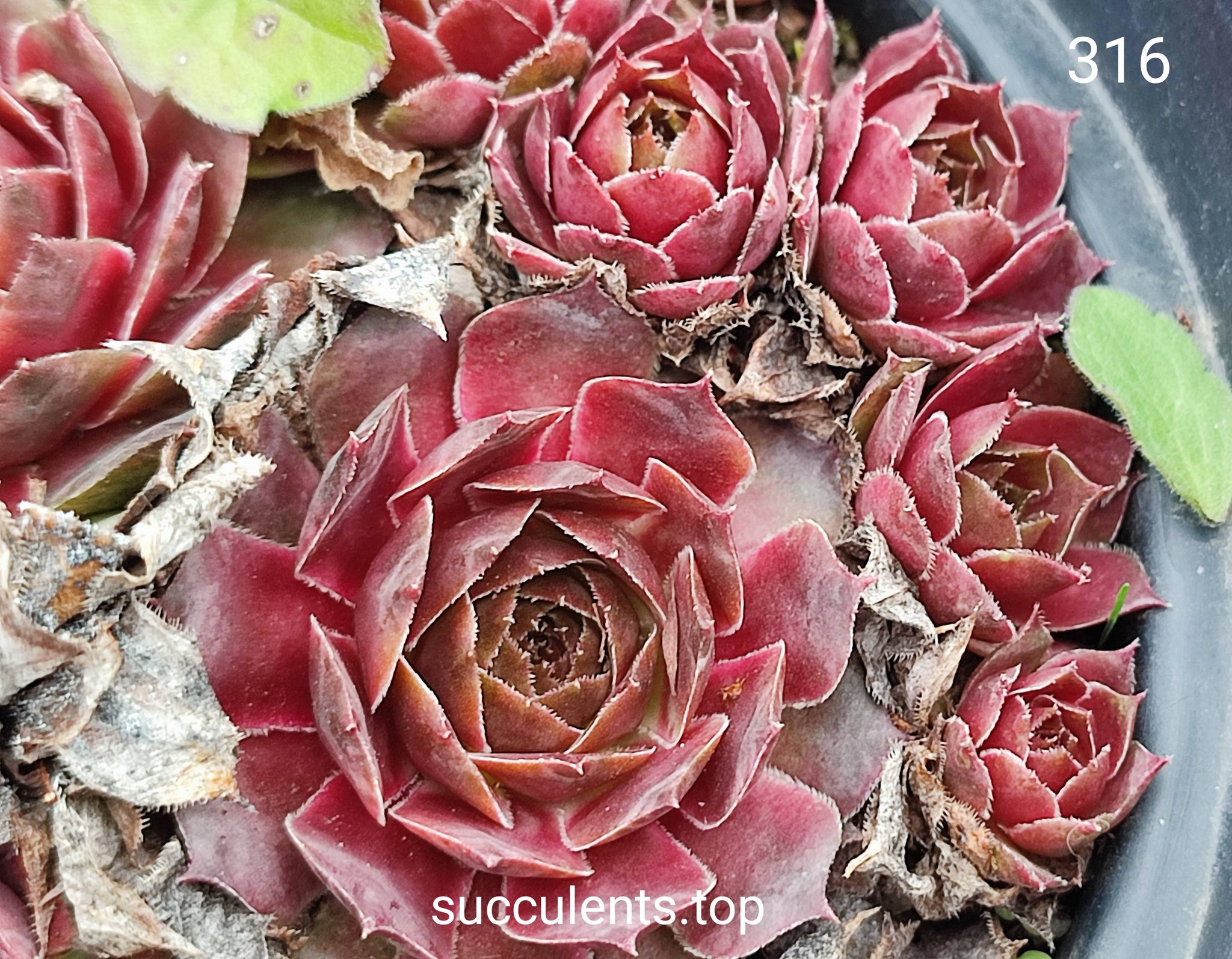 sempervivum (316)