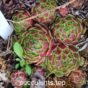 sempervivum S13