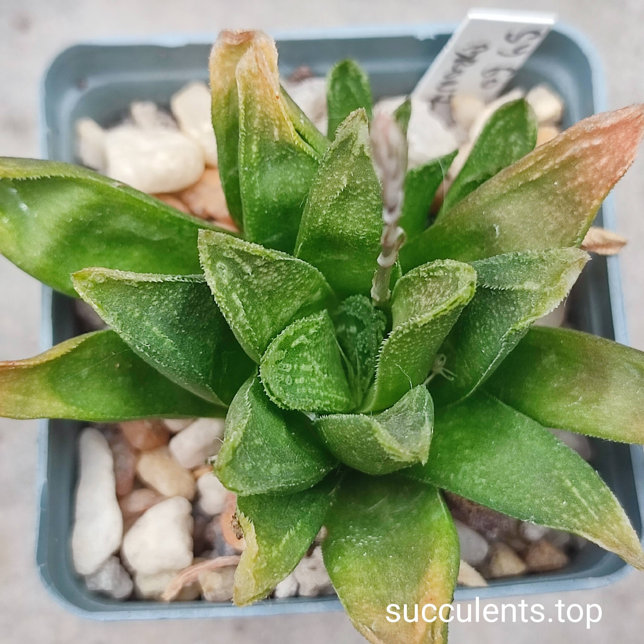 haworthia SY60 Bronze Age