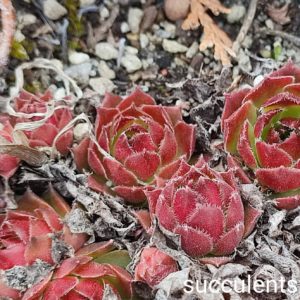 sempervivum S10