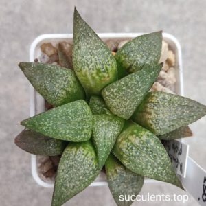 haworthia picta