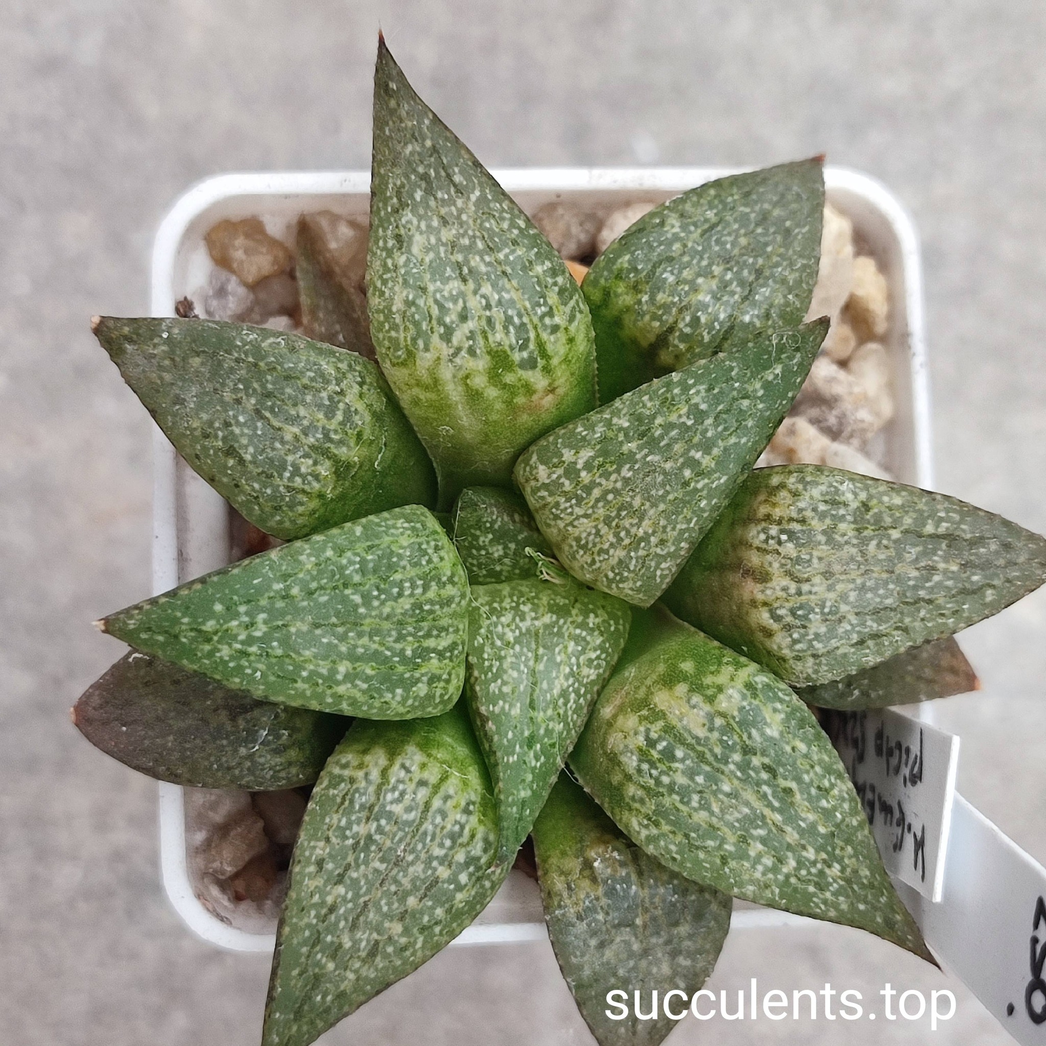 haworthia picta