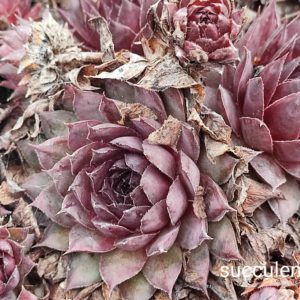 Sempervivum (37)