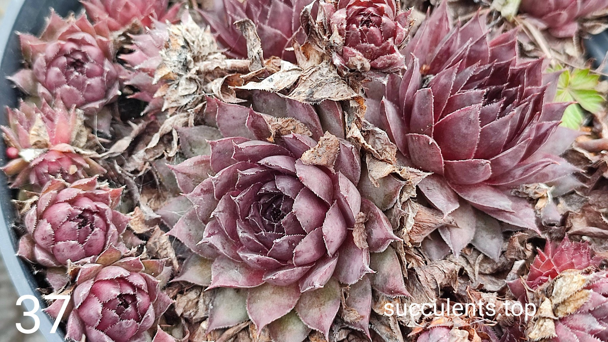 Sempervivum (37)