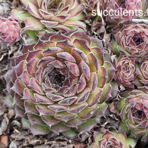 sempervivum (190)