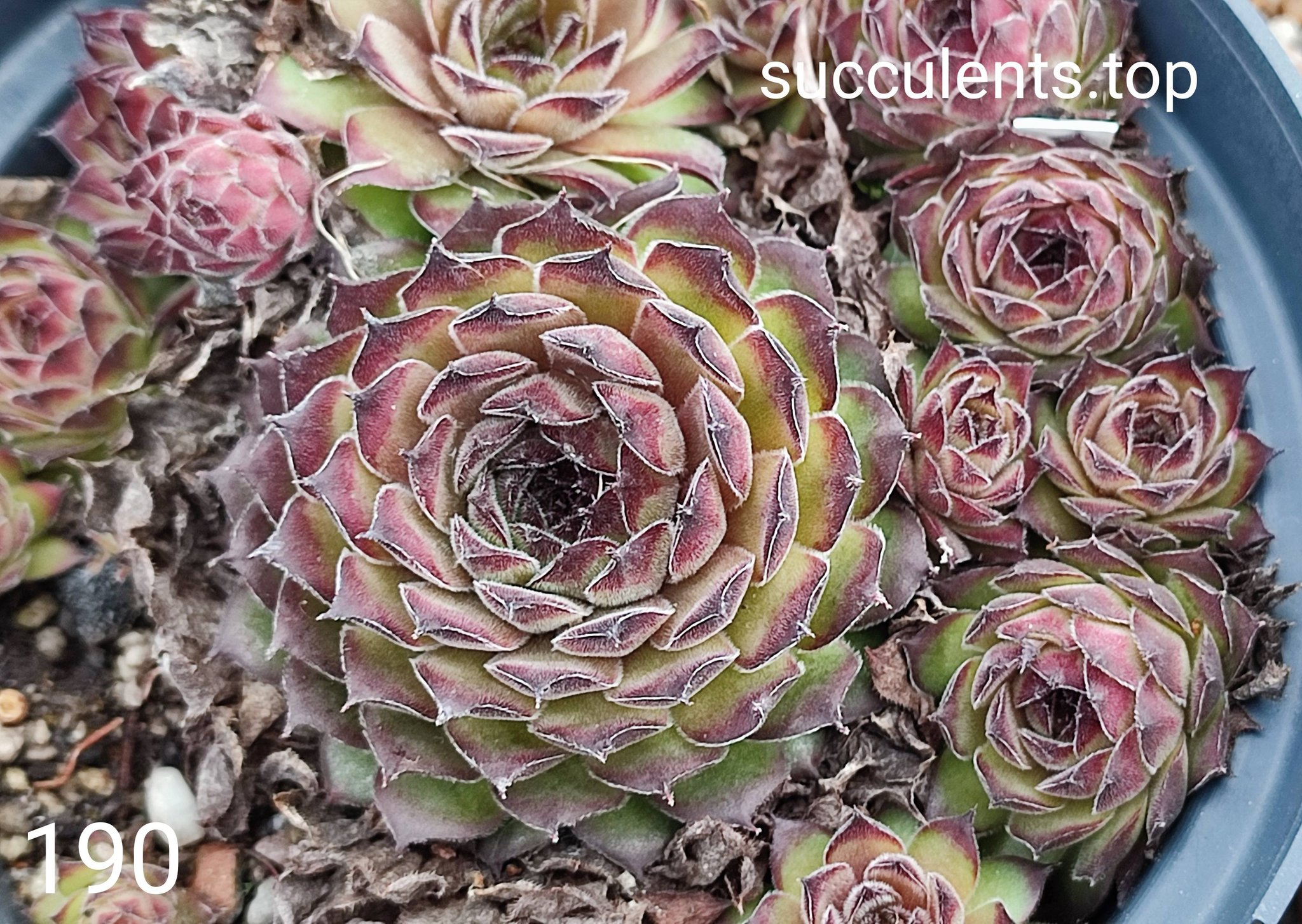 sempervivum (190)