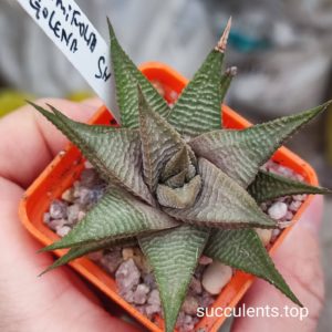 haworthia limifolia Golena
