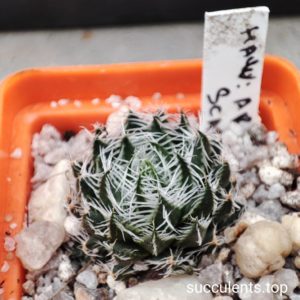 haworthia arachnoidea scabrispina