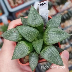 haworthia emelyae S309