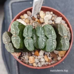 haworthia truncata selection
