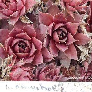 sempervivum малинове