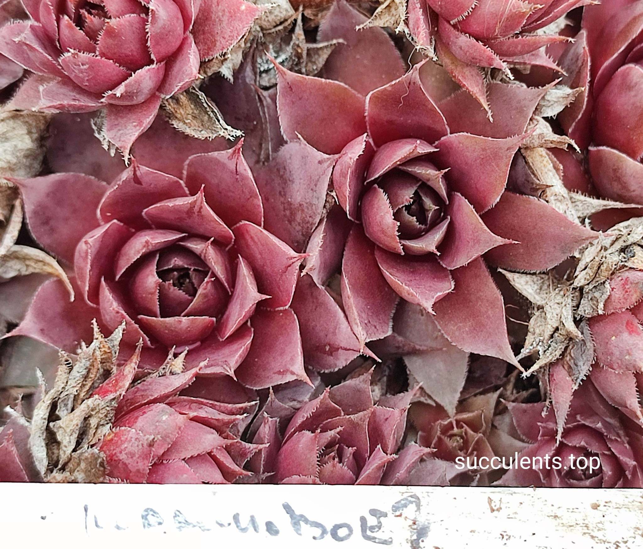sempervivum малинове