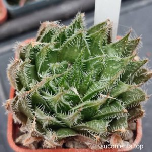 haworthia arachnoidea x hakuma x haw