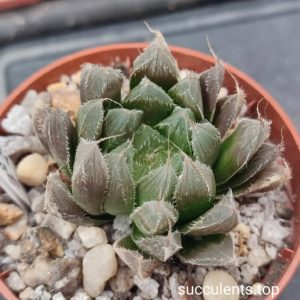 haworthia cooperi venusta x kegazato x haw