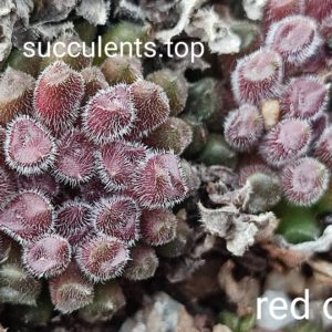 sempervivum red oddy