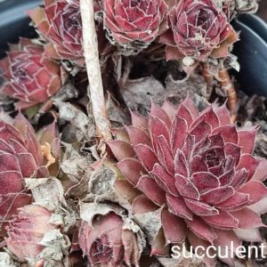 Sempervivum S11