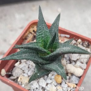 haworthia nigra