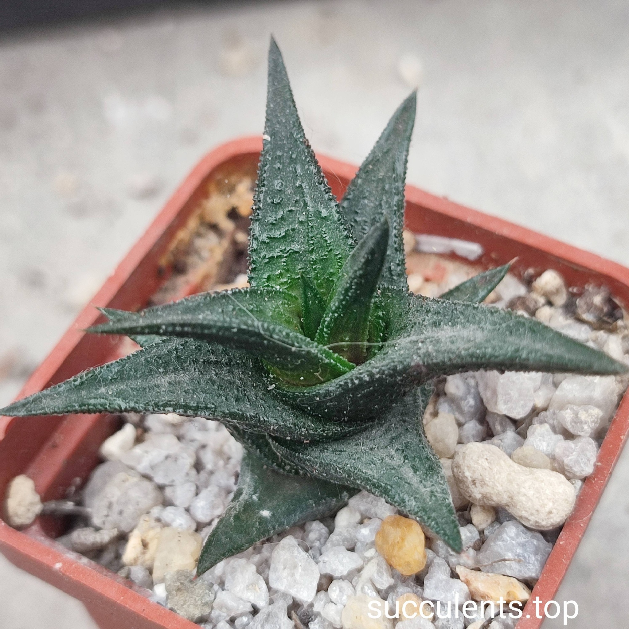 haworthia nigra