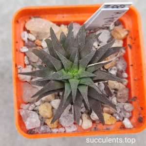 haworthia parksiana