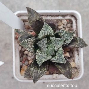 haworthia white selection