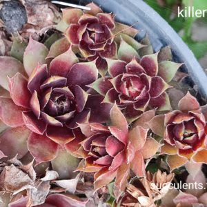 sempervivum killer