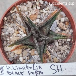 haworthia limifolia black form