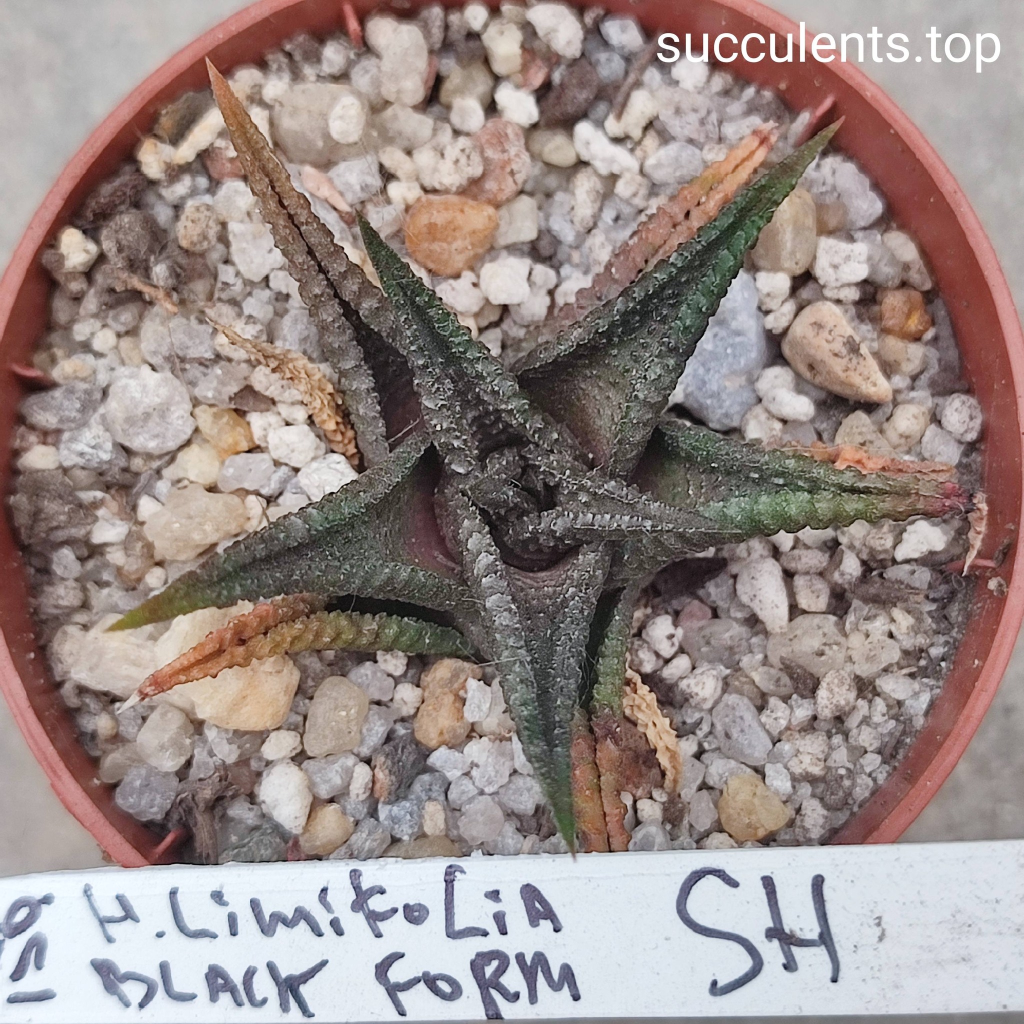 haworthia limifolia black form