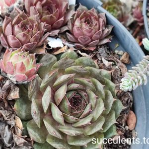 sempervivum (213)