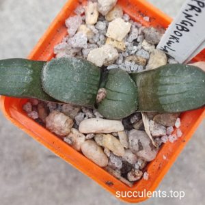 haworthia springbokvlakensis