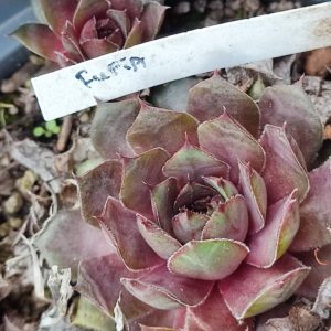 sempervivum (fufia)