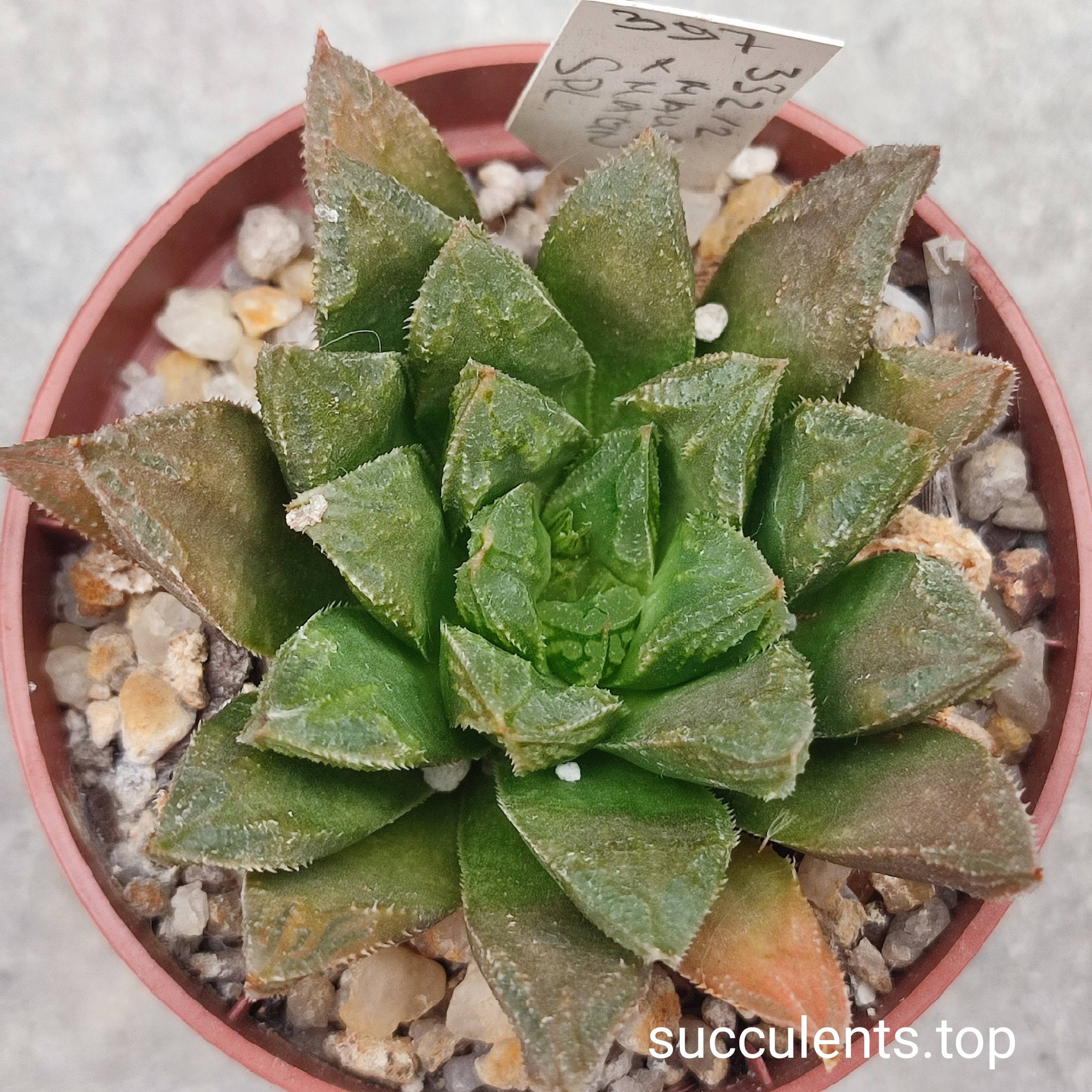 haworthia splendents hybrid