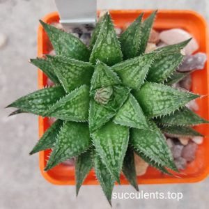 haworthia selection