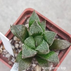 haworthia kegazato x haw