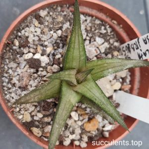 haworthia tesseleta JRB1652