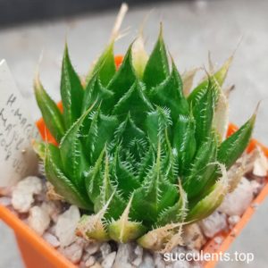 haworthia arachnoidea hybrid