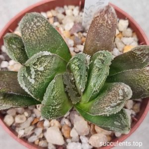 hawrthia truncata selection S333