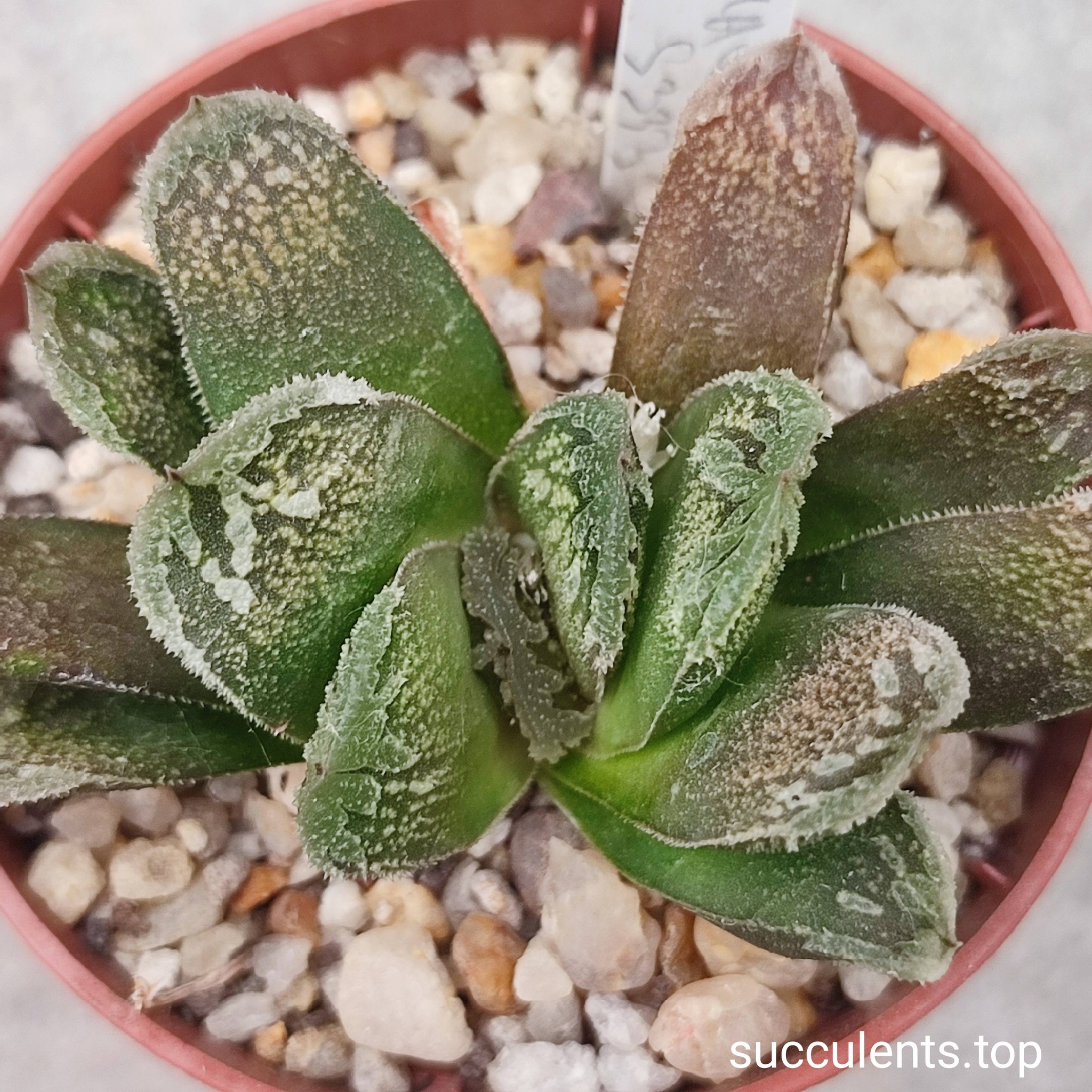 hawrthia truncata selection S333