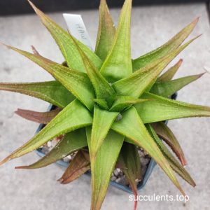 haworthia limifolia Green ork