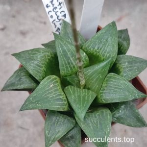 haworthia mutica x emelyae x haw
