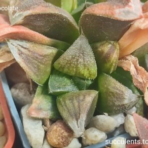 haworthia cv chocolate Продам пагін з колекційної рослини на фото можливо без коріння.