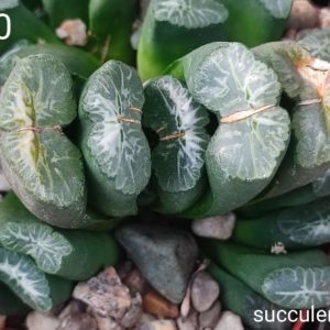 haworthia selection S260 Sh Продам пагін з колекційної рослини на фото можливо без коріння.