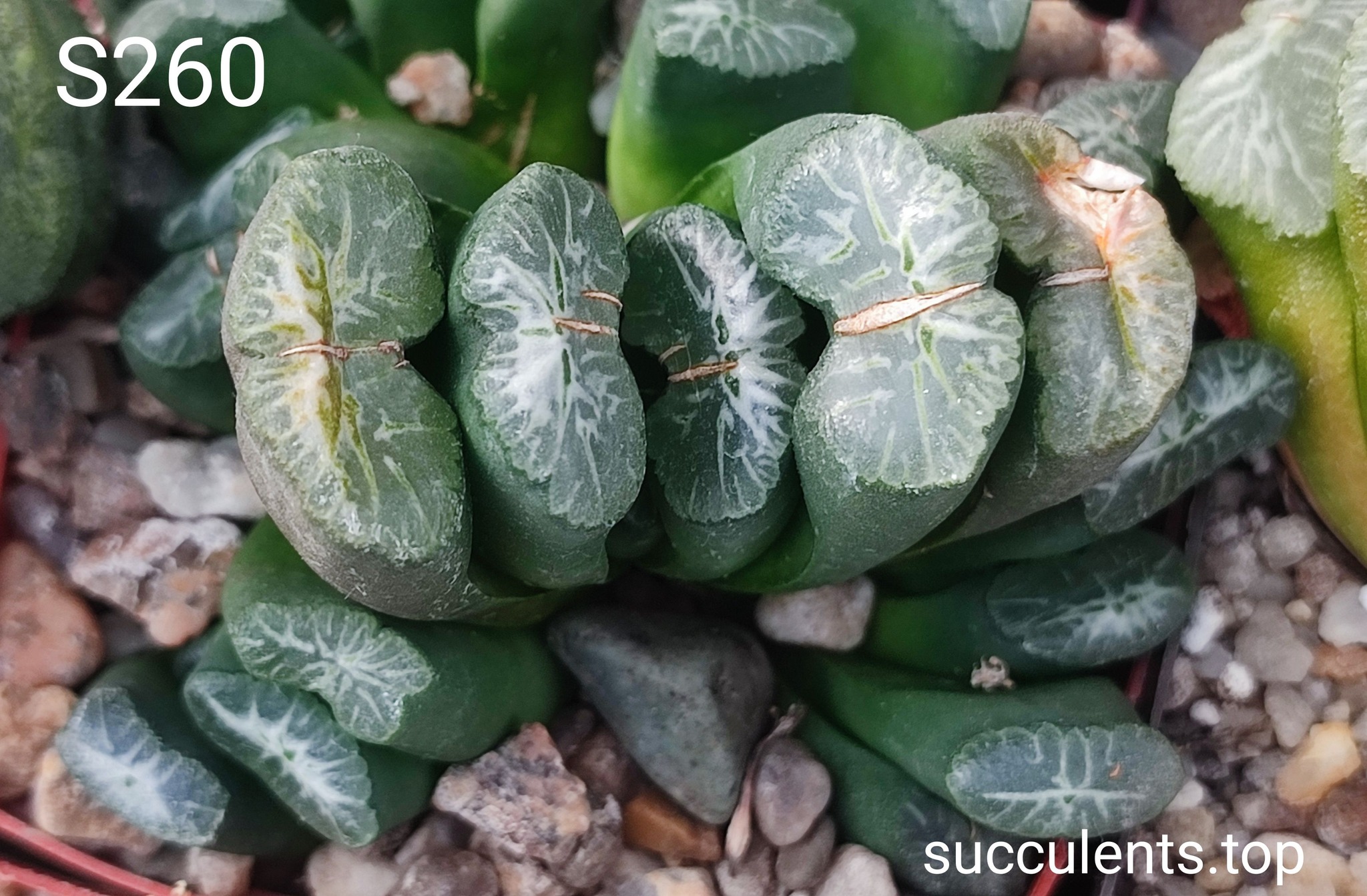 haworthia selection S260 Sh Продам пагін з колекційної рослини на фото можливо без коріння.