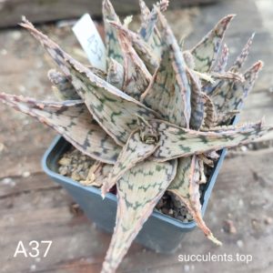 Aloe A37 Продам пагін з колекційної рослини на фото можливо без коріння.