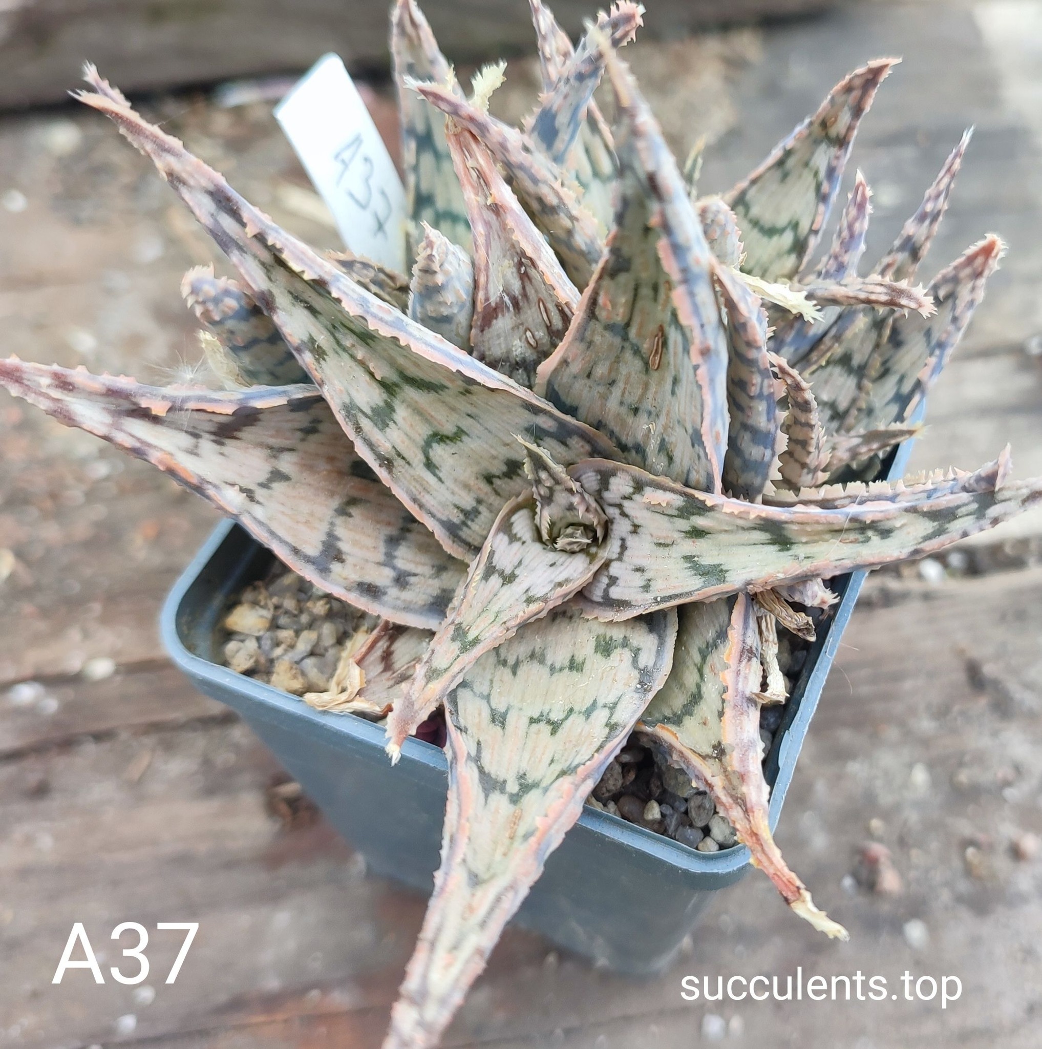 Aloe A37 Продам пагін з колекційної рослини на фото можливо без коріння.