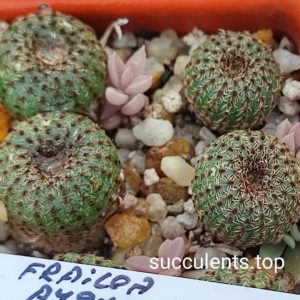 railea pygmaea var phaeodisca ціна за 1 рослину