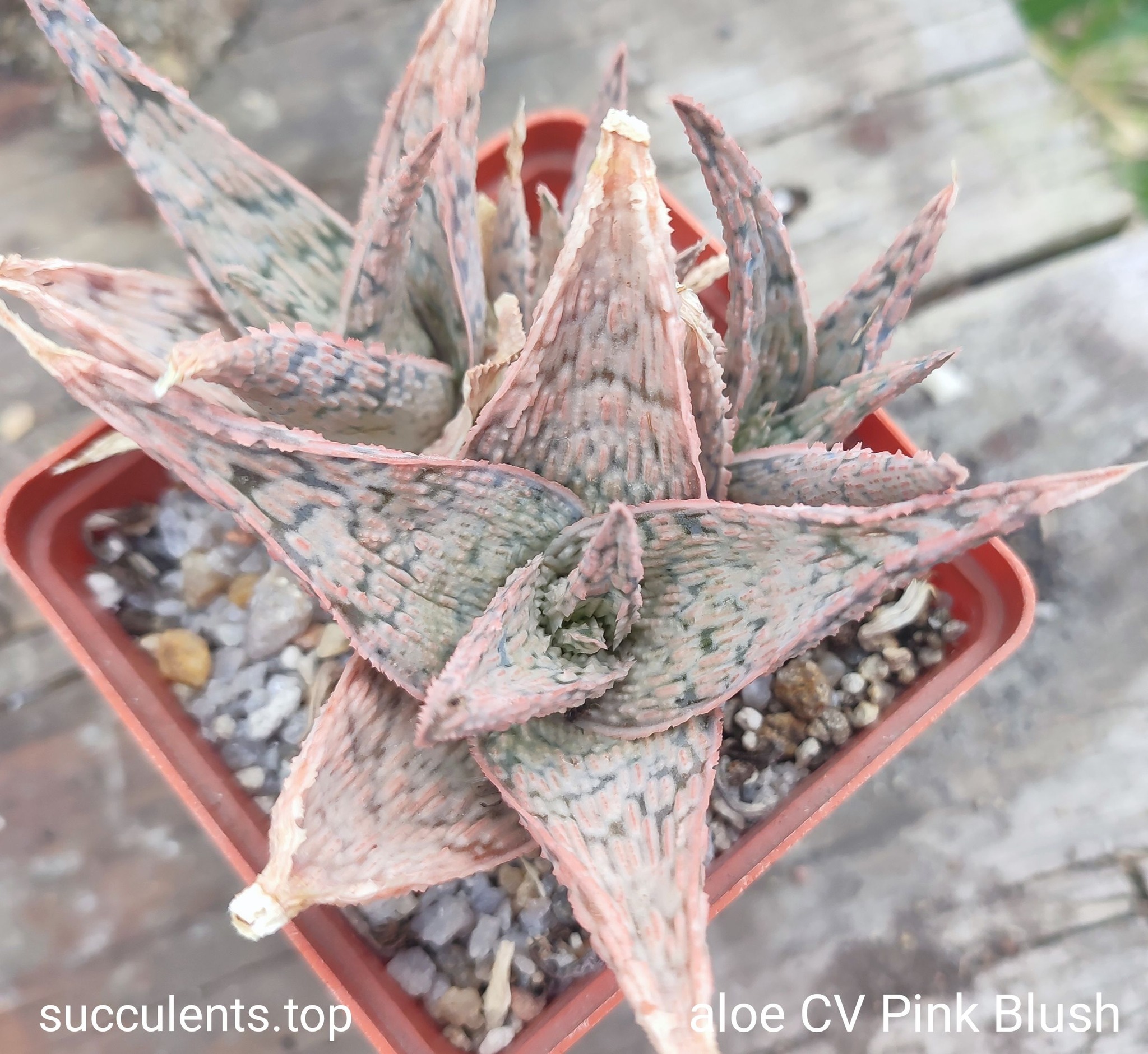 aloe Pink Blush Продам пагін з колекційної рослини на фото можливо без коріння.