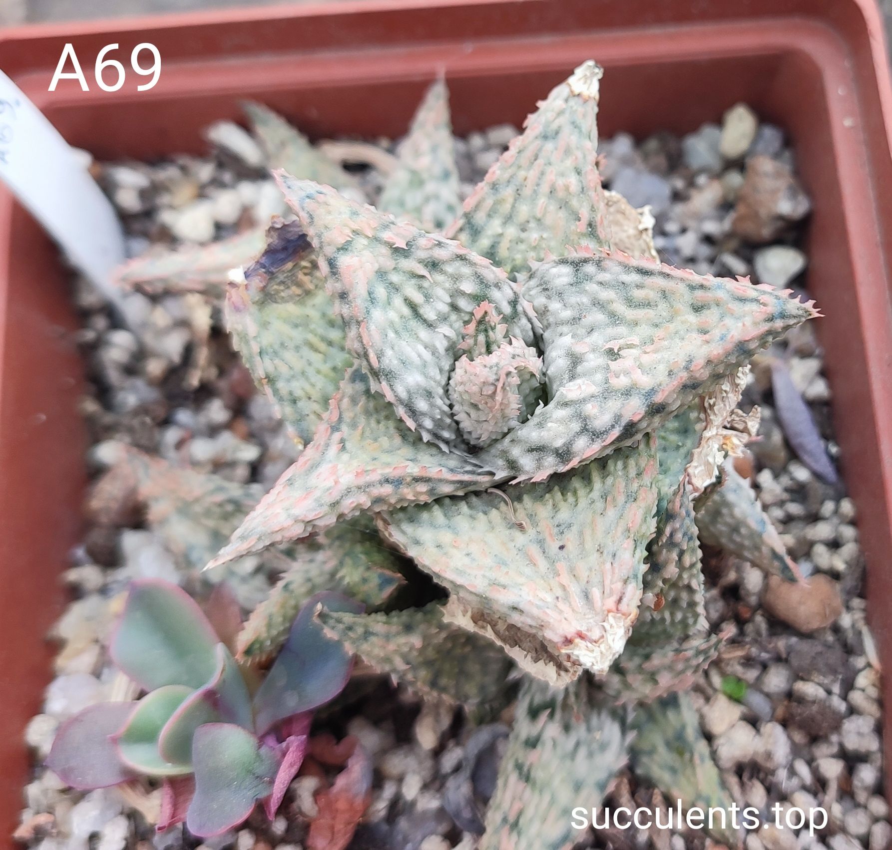 aloe A69 Продам пагін з колекційної рослини на фото можливо без коріння.