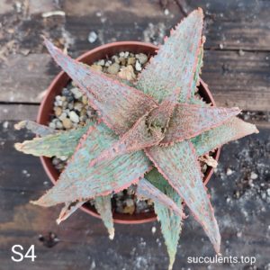 Aloe S1 Продам пагін з колекційної рослини на фото можливо без коріння.