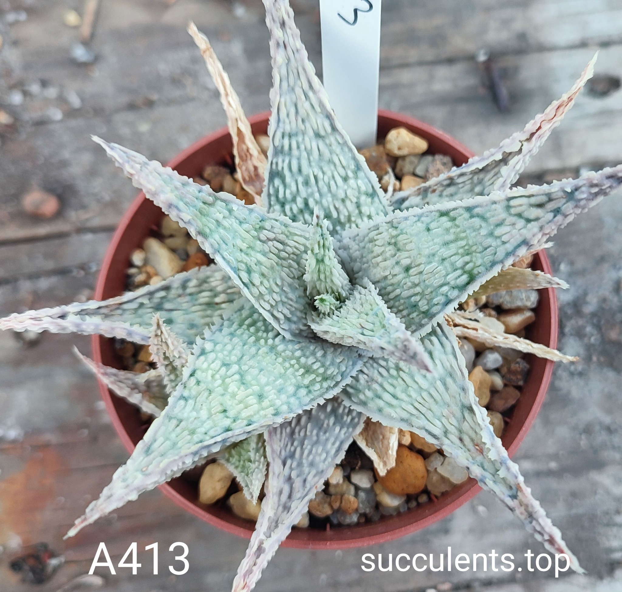 Aloe A413 Продам пагін з колекційної рослини на фото можливо без коріння.