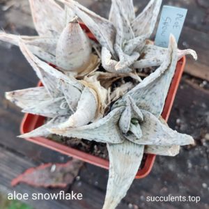 aloe cv snowflack Продам пагін з колекційної рослини на фото можливо без коріння